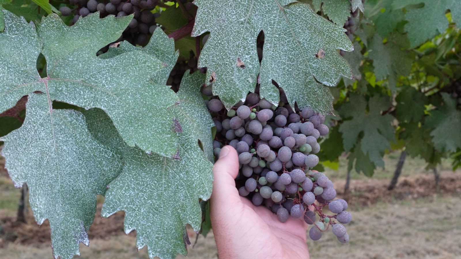 Hand-selected grapes on the vine