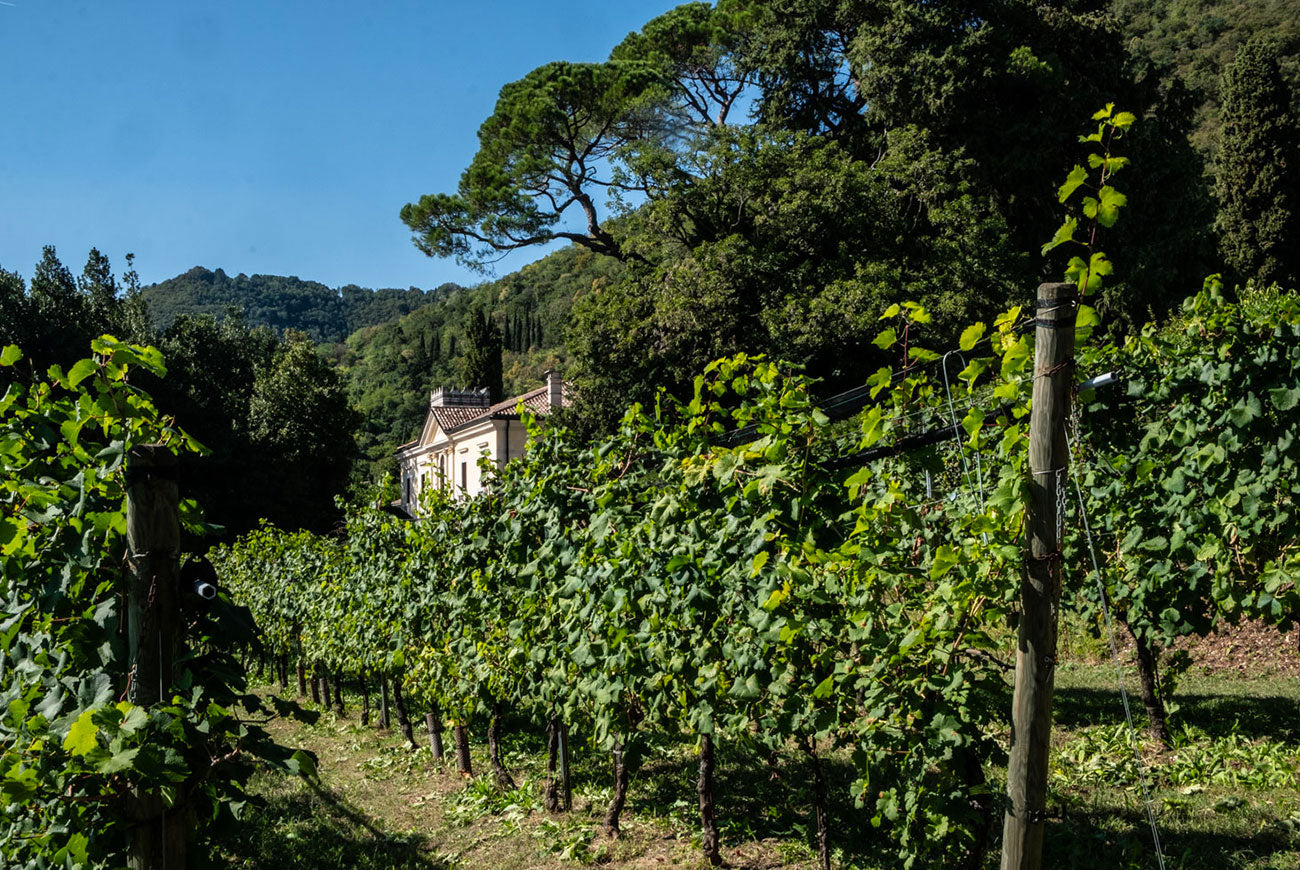 Nino Franco vineyard, Valdobbiadene