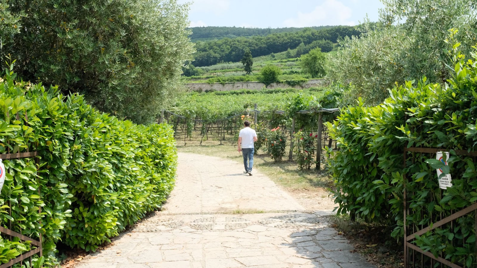 Walking into the vineyard